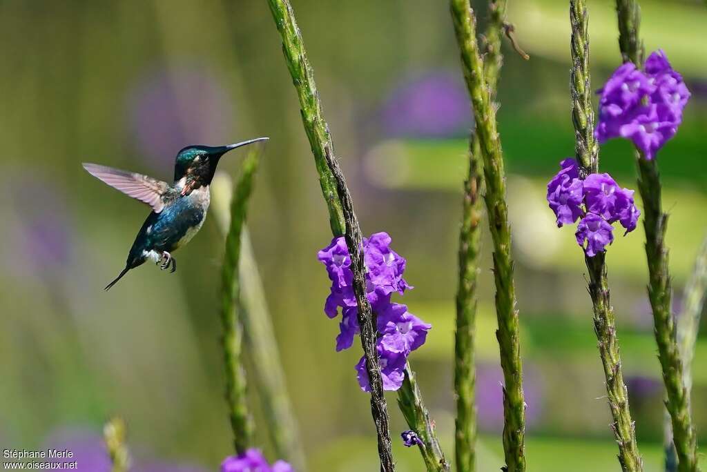 Colibri d'Héliodore