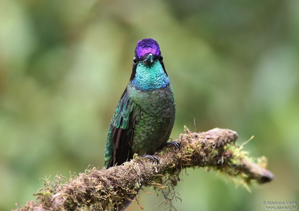 Colibri de la Talamanca