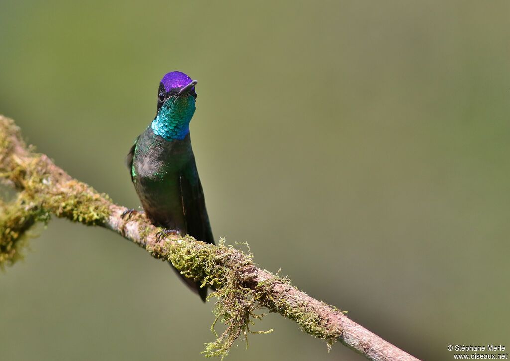 Colibri de la Talamanca