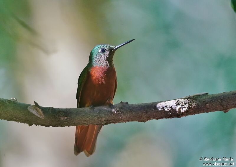 Chestnut-breasted Coronet male adult