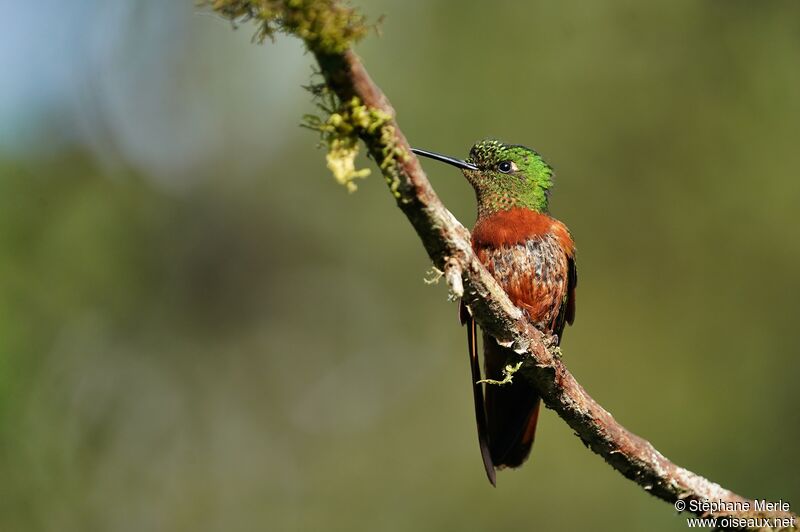 Chestnut-breasted Coronet