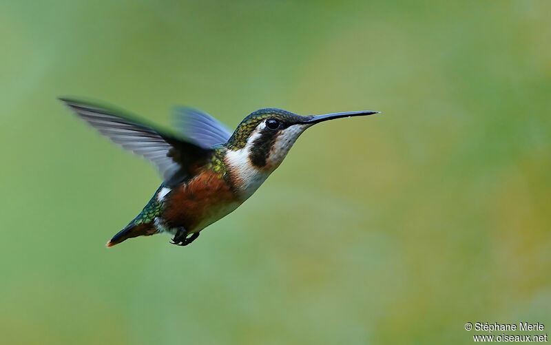 Colibri de Mulsant femelle adulte