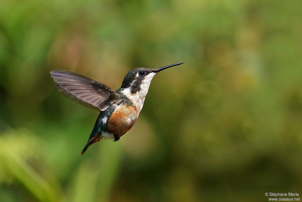 Colibri de Santa Marta