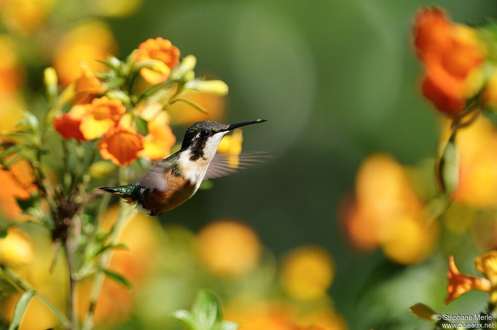 Colibri de Santa Marta