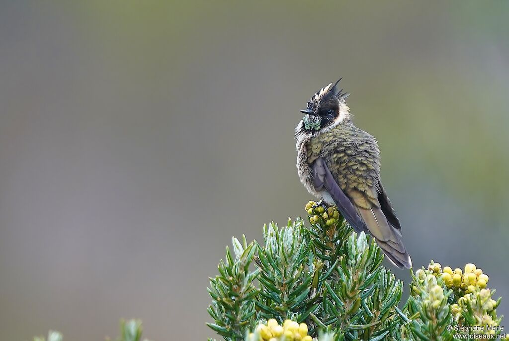 Colibri de Stübel