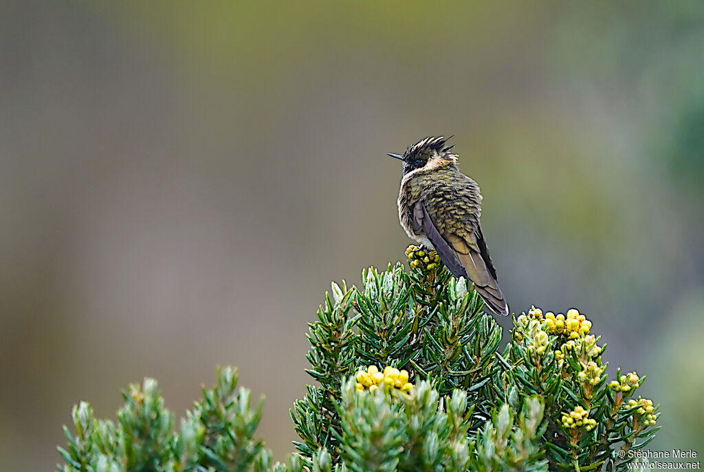 Colibri de Stübel