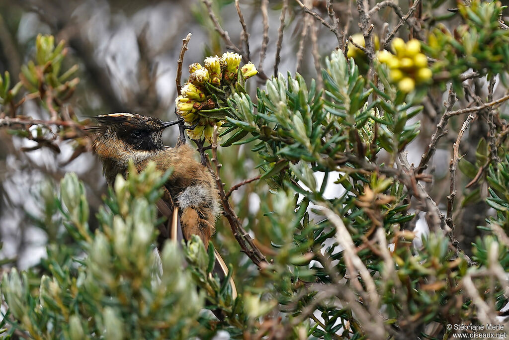 Colibri de Stübel