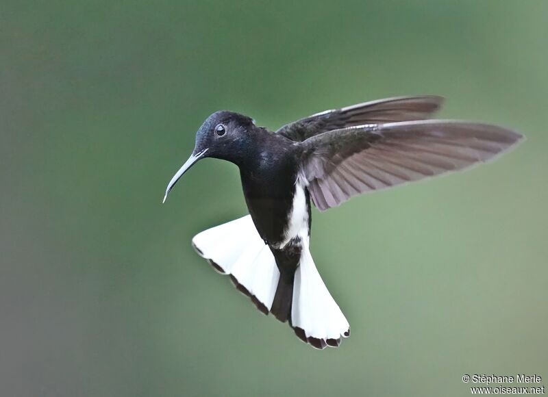 Black Jacobinadult