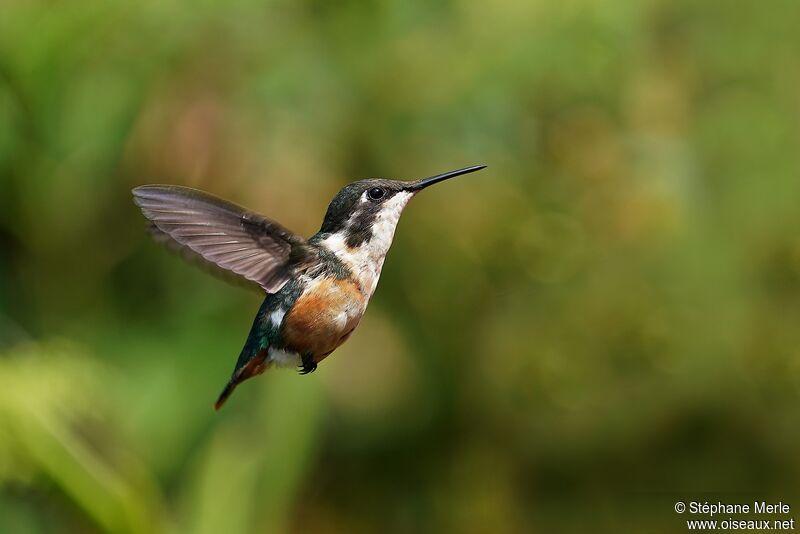 Colibri des Santa Marta femelle adulte