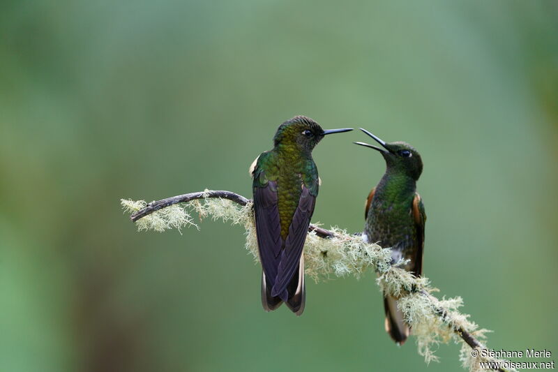 Buff-tailed Coronet male adult