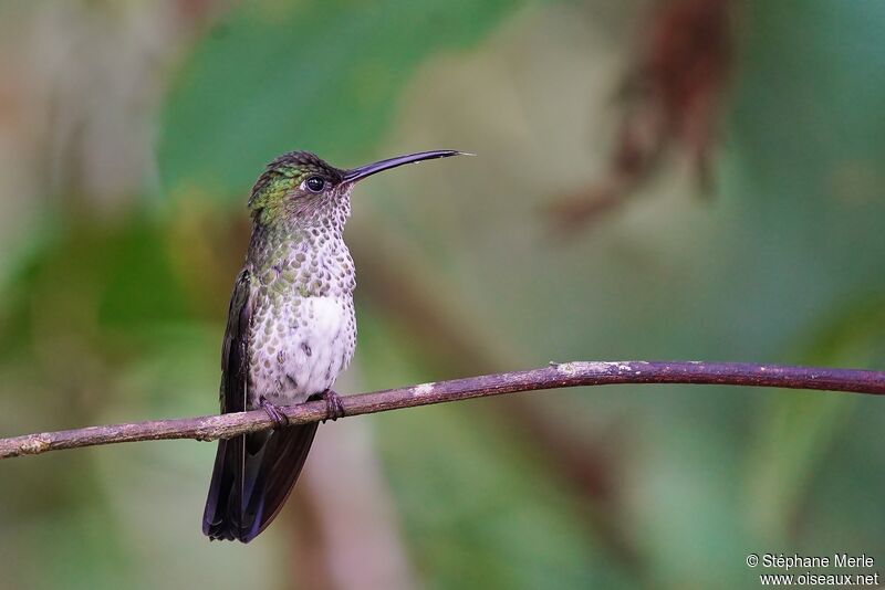 Colibri griveléadulte