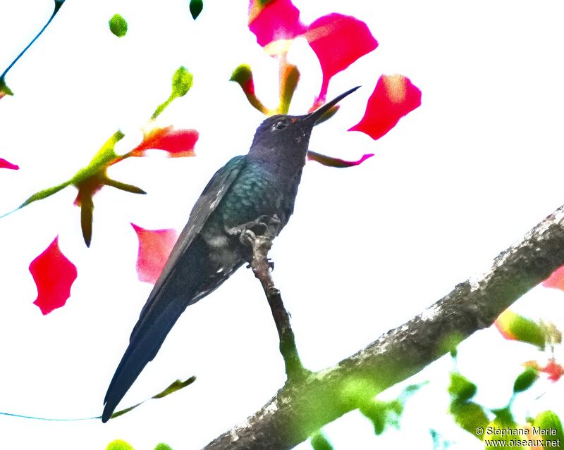 Colibri hirondelle