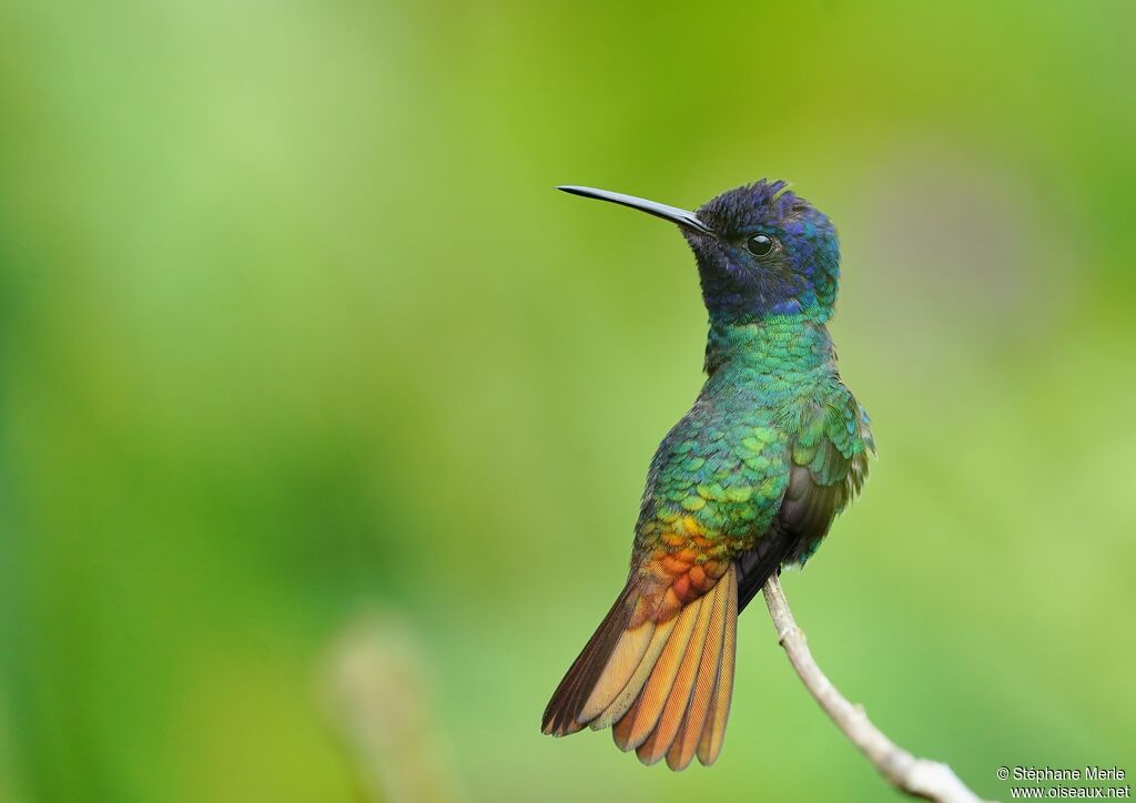 Colibri oenone