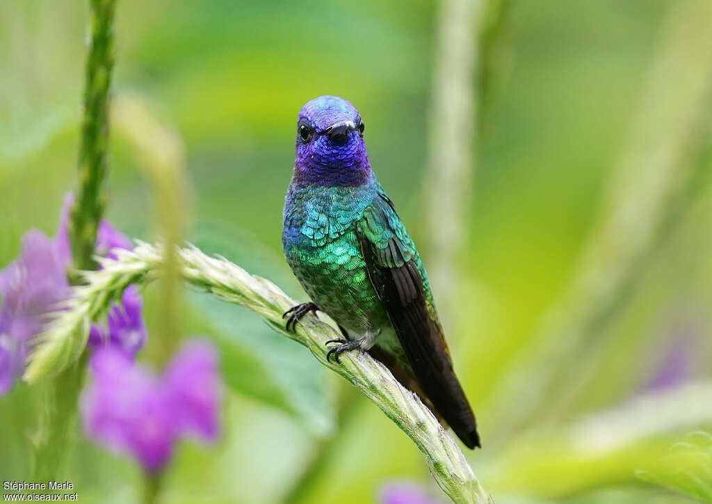 Colibri oenone