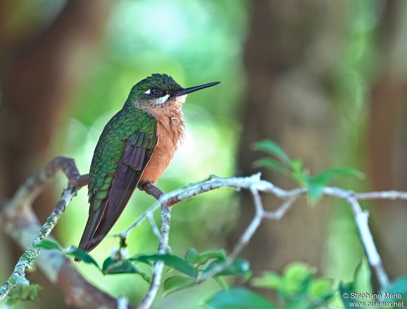 Brazilian Ruby female adult