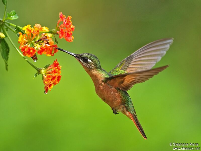 Colibri rubis-émeraude femelle adulte