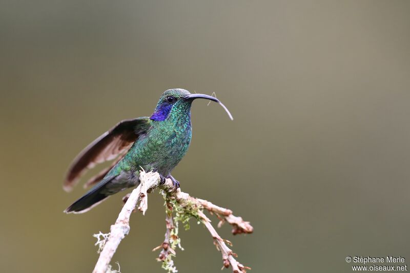 Mexican Violetearadult