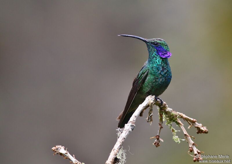 Colibri thalassinadulte