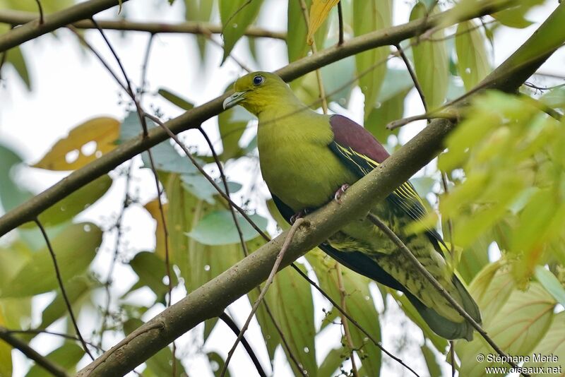 Sri Lanka Green Pigeon