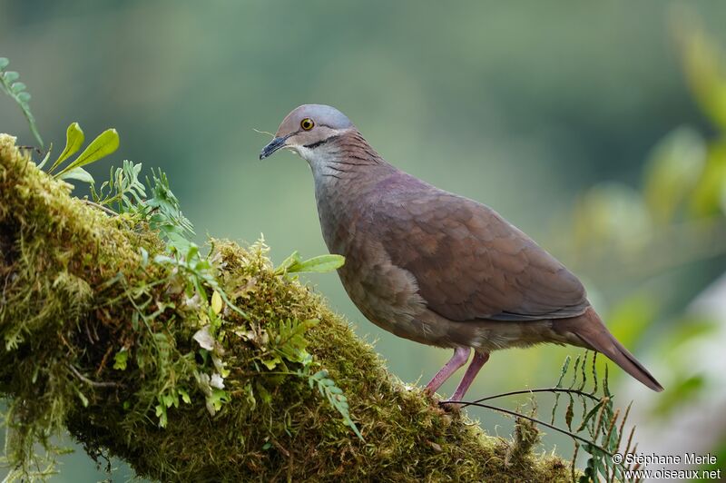 White-throated Quail-Doveadult