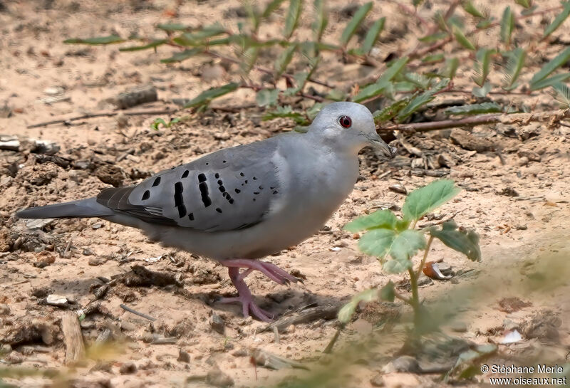 Colombe bleutée mâle adulte