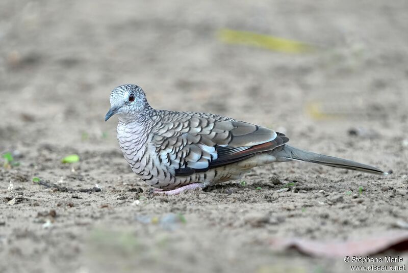 Scaled Doveadult