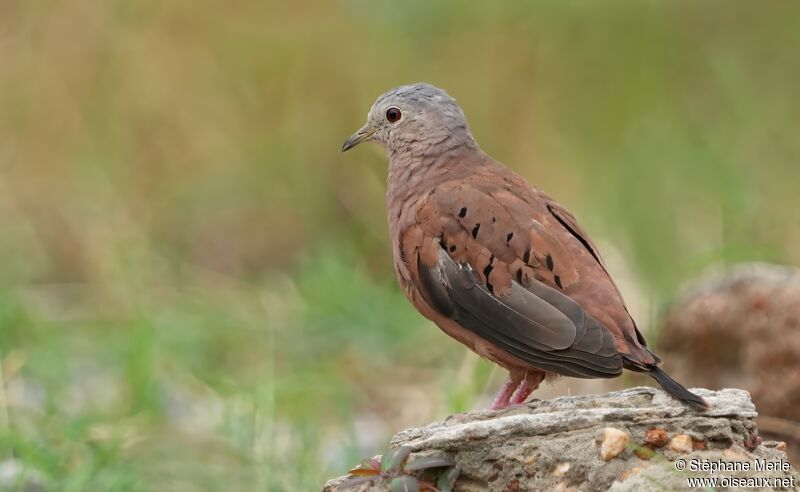 Ruddy Ground Doveadult