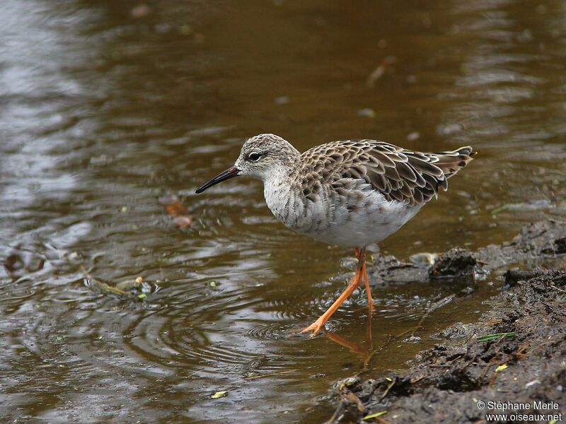 Ruffadult post breeding