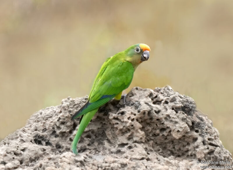 Conure couronnéeadulte