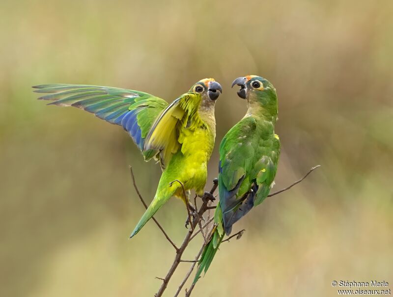 Conure couronnéeadulte