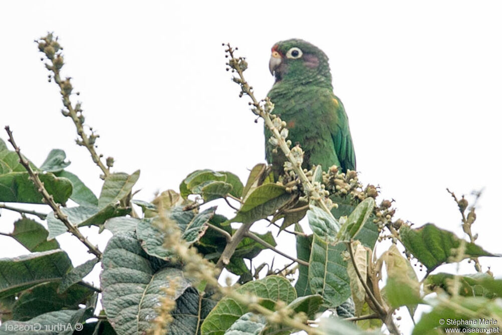 Conure de Santa Marta