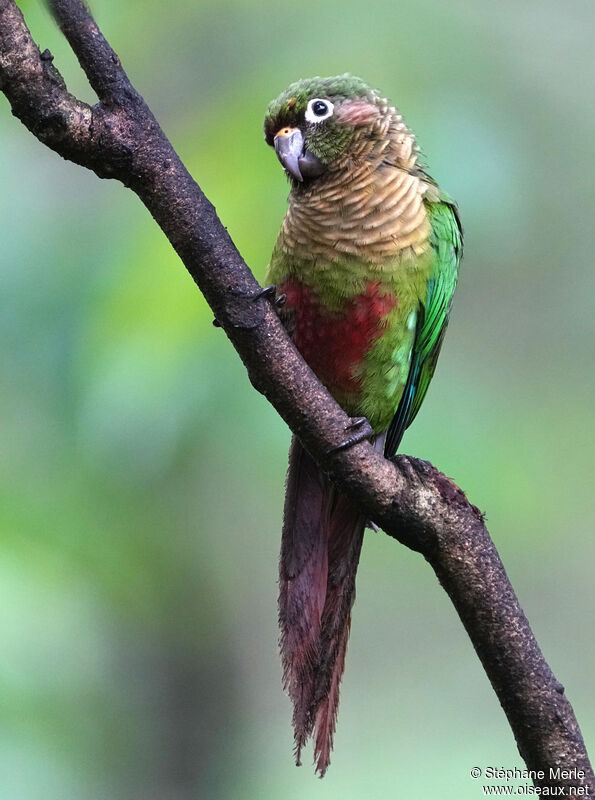 Conure de Vieillotadulte