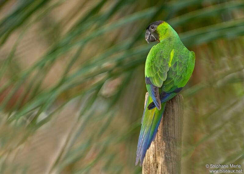 Nanday Parakeetadult