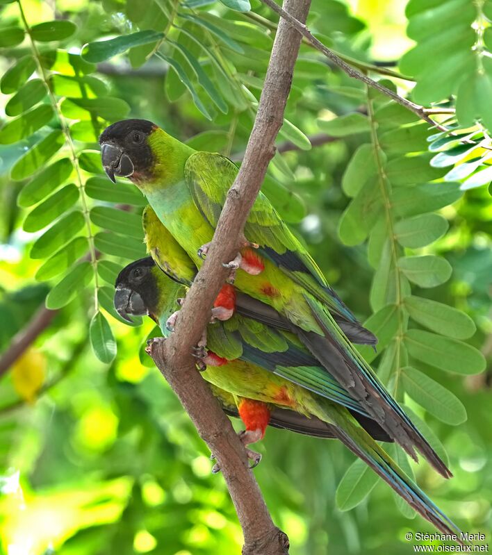 Nanday Parakeetadult