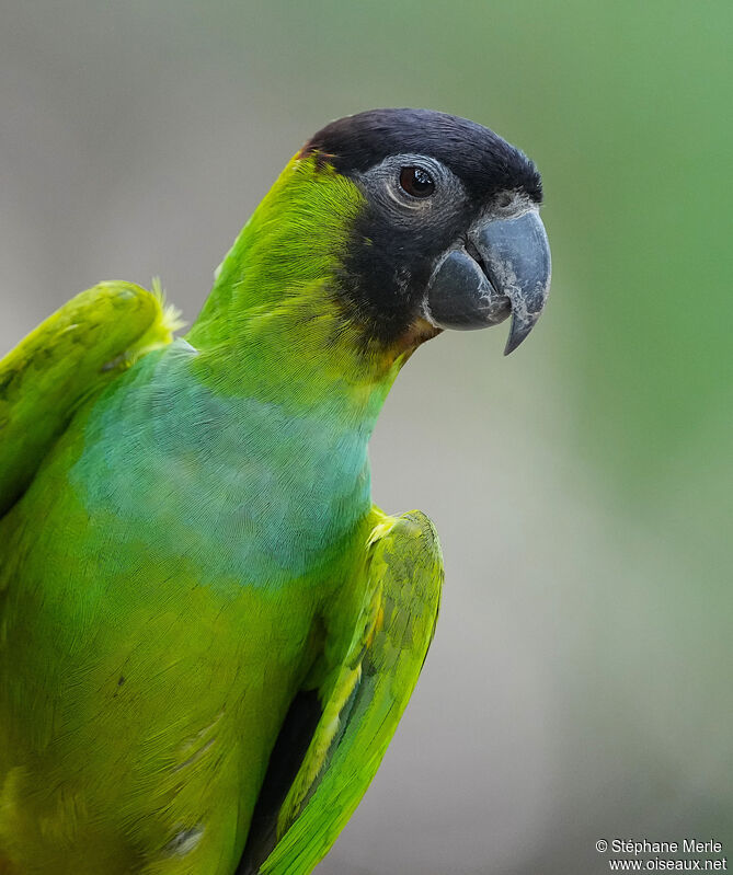 Conure nandayadulte