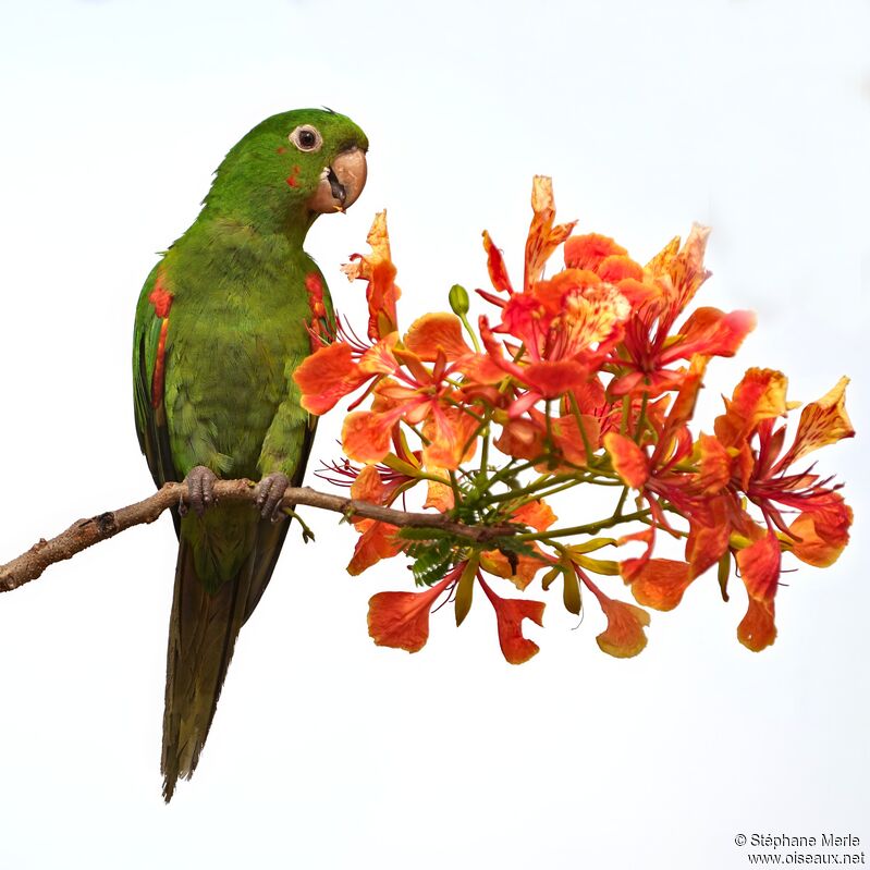 Conure pavouaneadulte