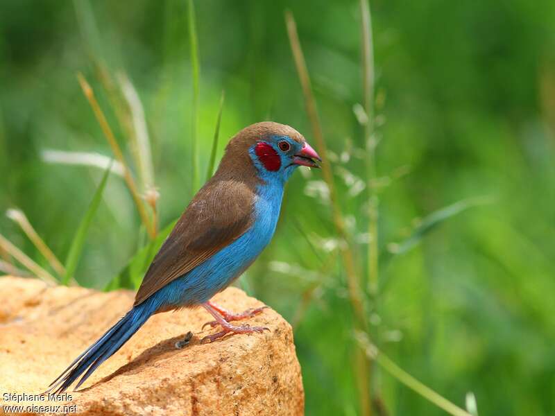 Cordonbleu à joues rouges mâle adulte, identification