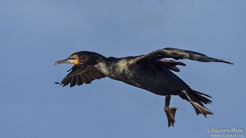 Cormoran du Capadulte