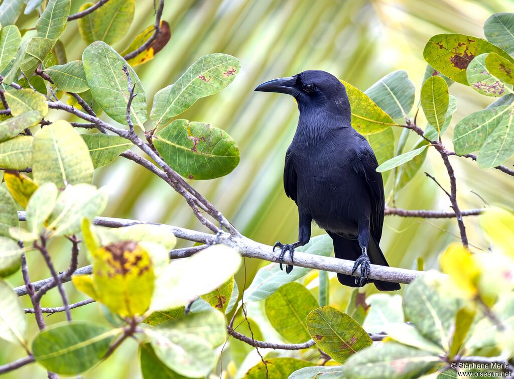 Corneille de Palawan