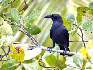 Corneille de Palawan