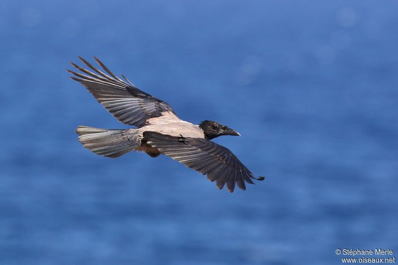 Hooded Crow