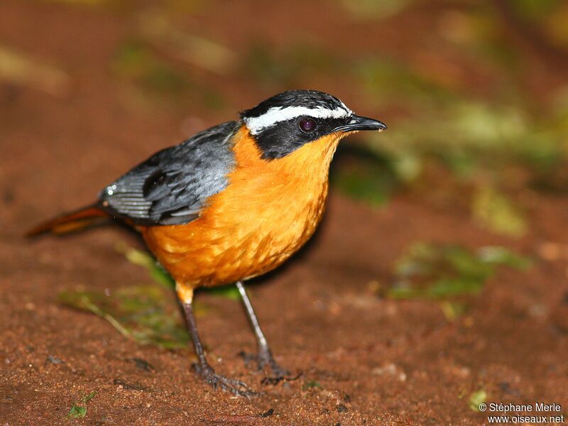 White-browed Robin-Chatadult