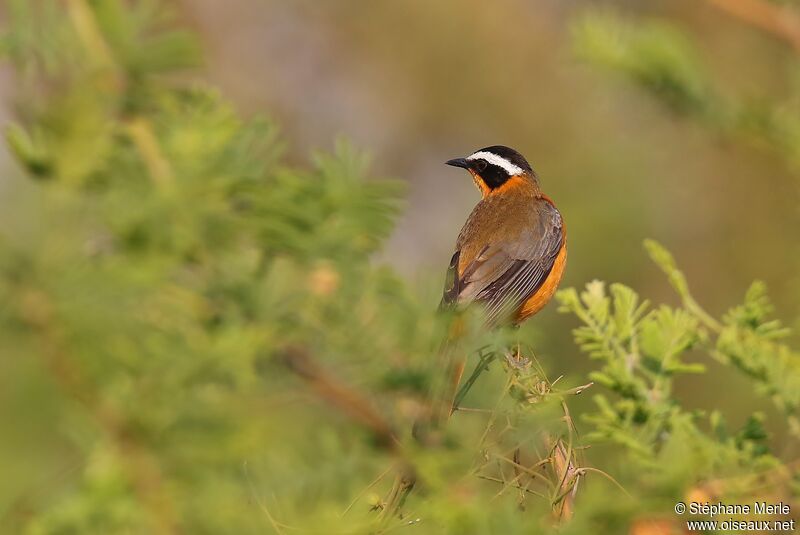 White-browed Robin-Chat