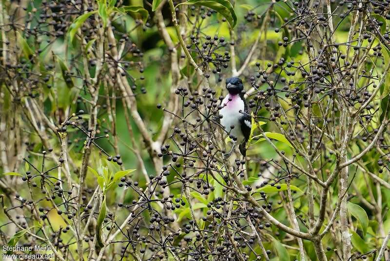 Purple-throated Cotinga male adult, identification