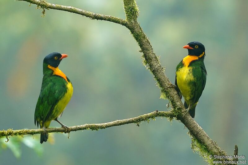 Orange-breasted Fruiteater