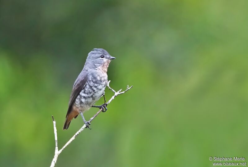 Buff-throated Purpletuftadult