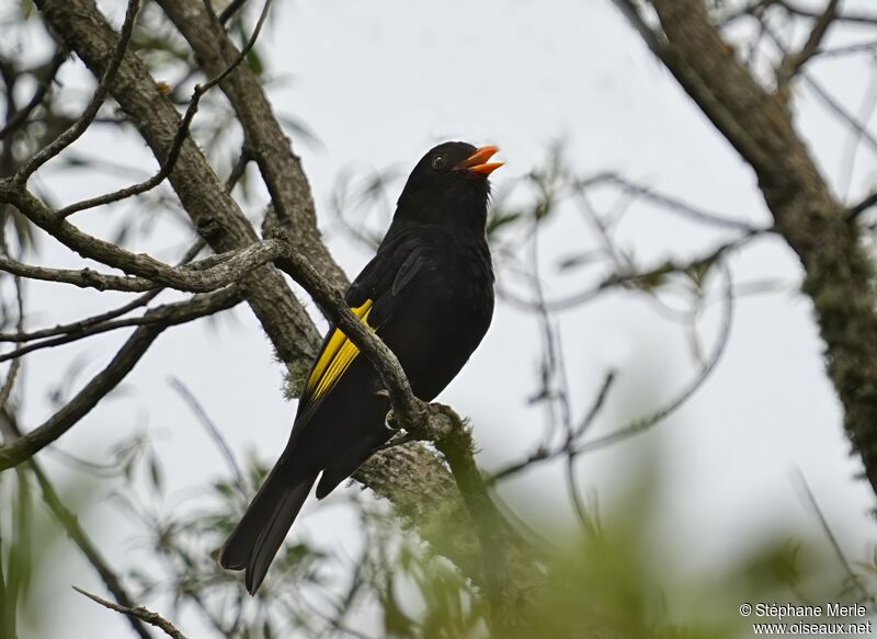 Cotinga noiradulte