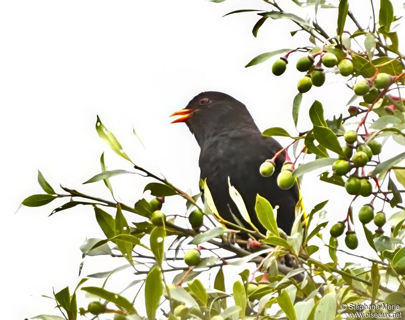 Cotinga noir mâle adulte