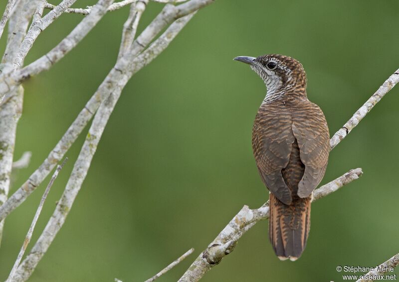 Banded Bay Cuckoo