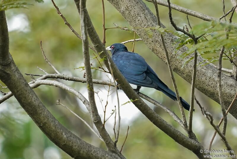 Asian Koel male adult